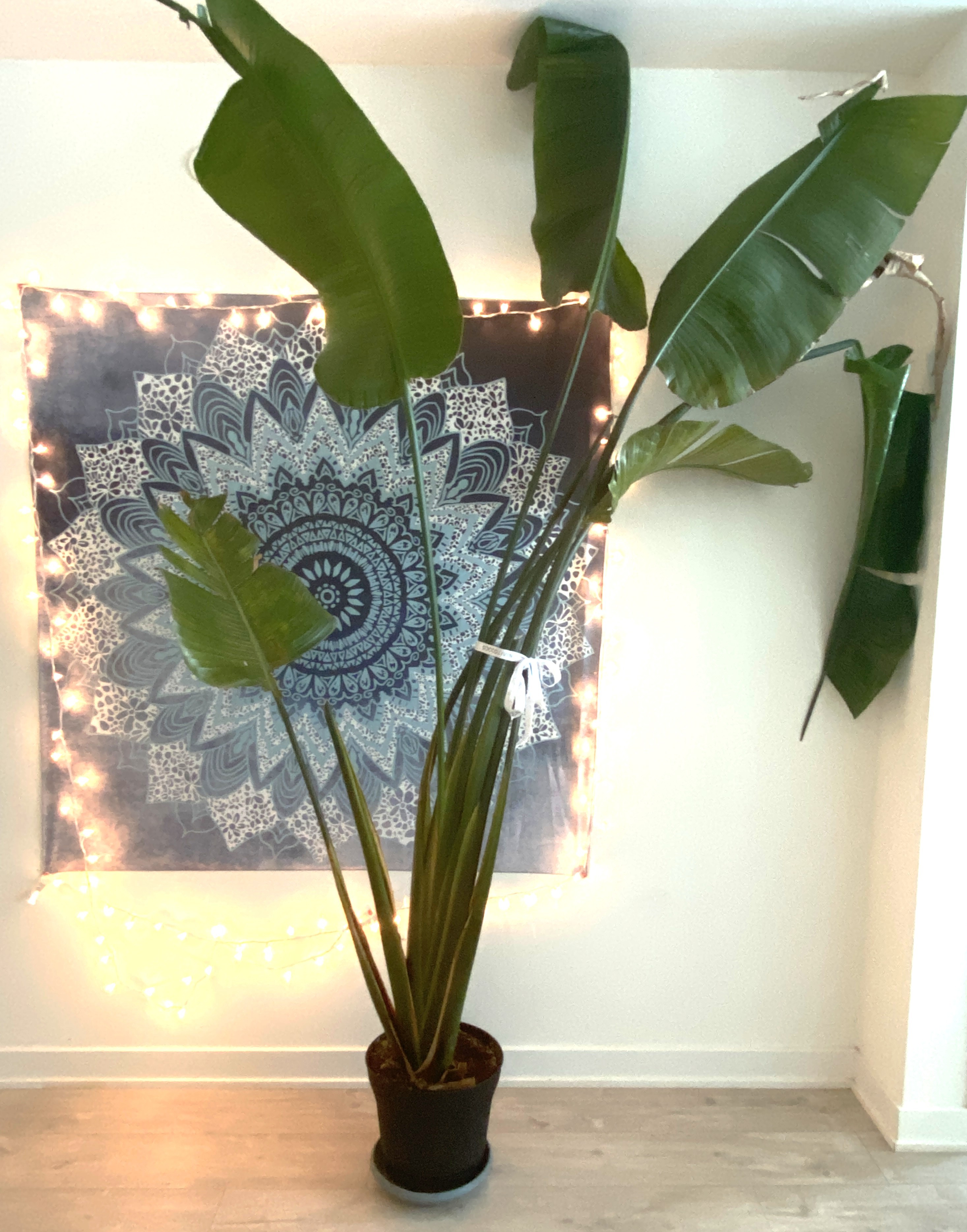 Large Bird of Paradise Plant