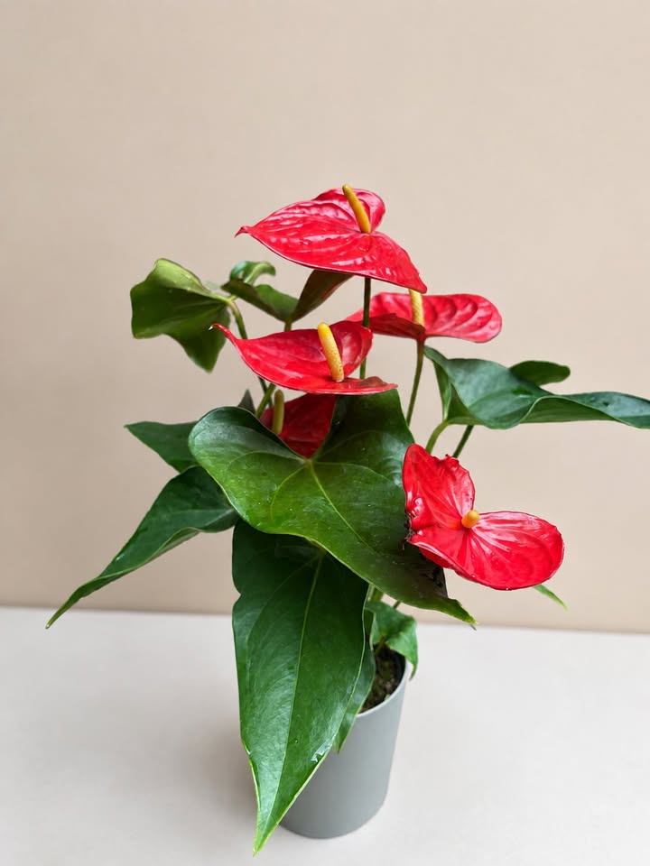 Red Anthurium Plant - photo 2