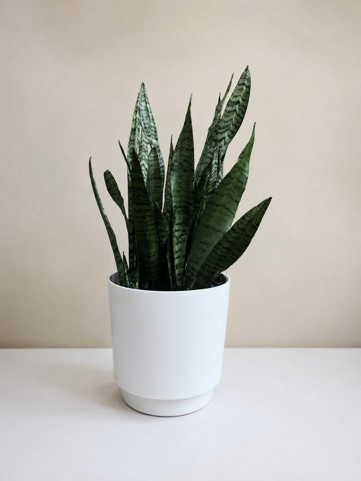 Snake Plant in White Pot