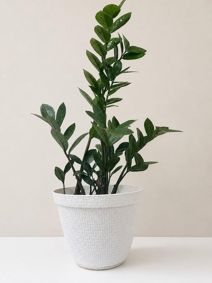 ZZ Plant in White Textured Pot