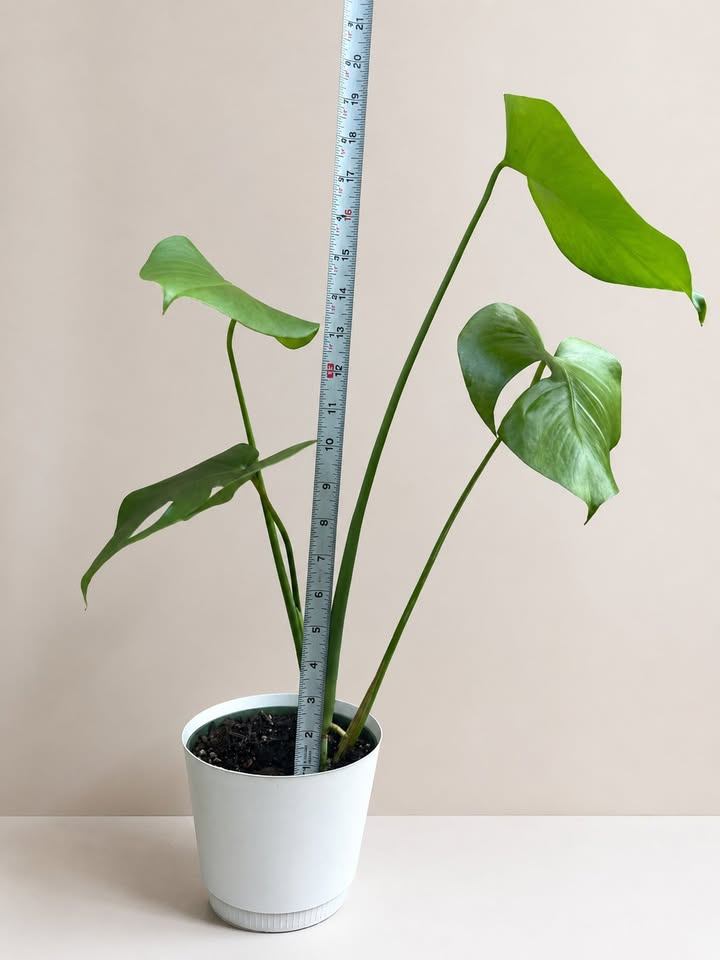 Monstera Plant in White Pot - photo 3