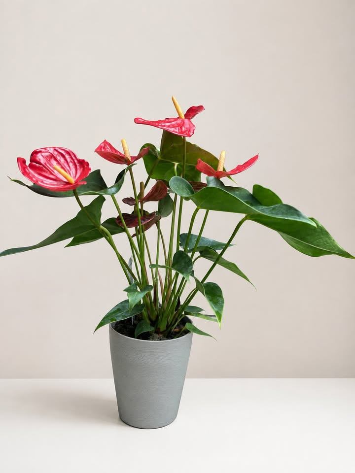 Red Anthurium Plant