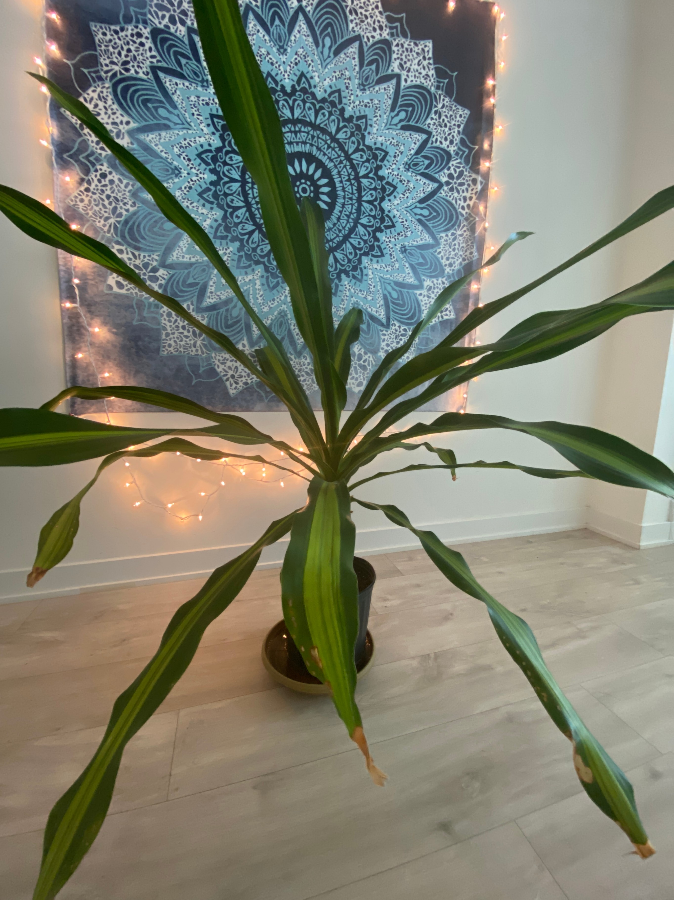 Large Corn Plant - photo 2