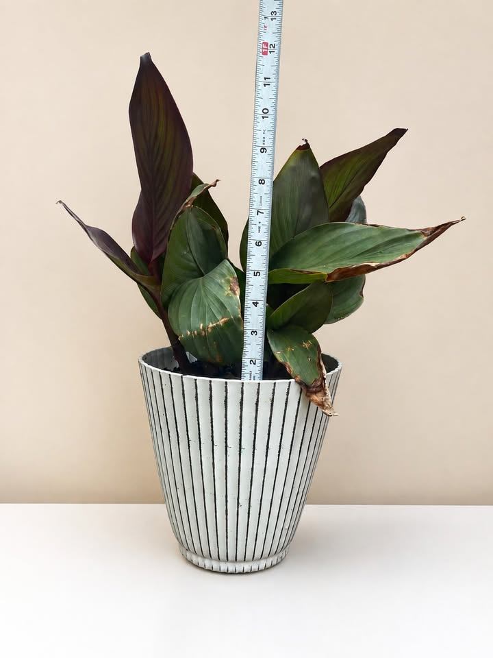 Potted Plant in Striped Pot - photo 3