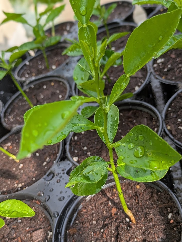 White Pomelo: 柚子 (yòuzi) 白柚 (báiyòu) Jambola Citrus Seedlings - photo 5