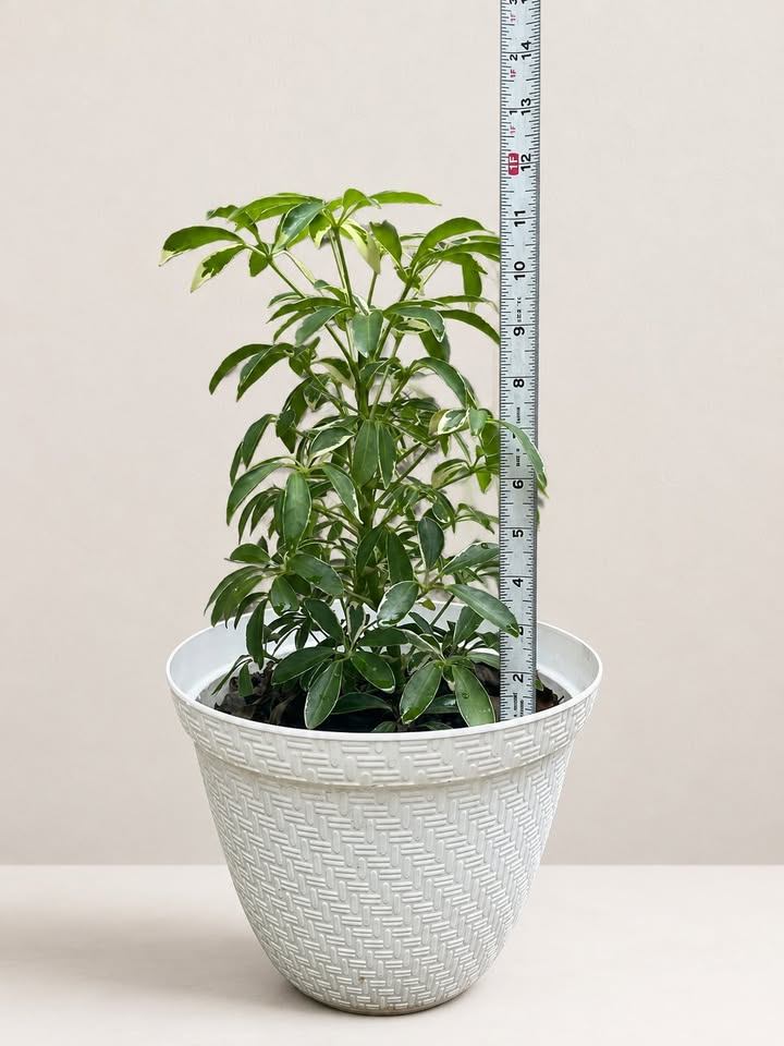 Schefflera Variegated Plant - photo 3