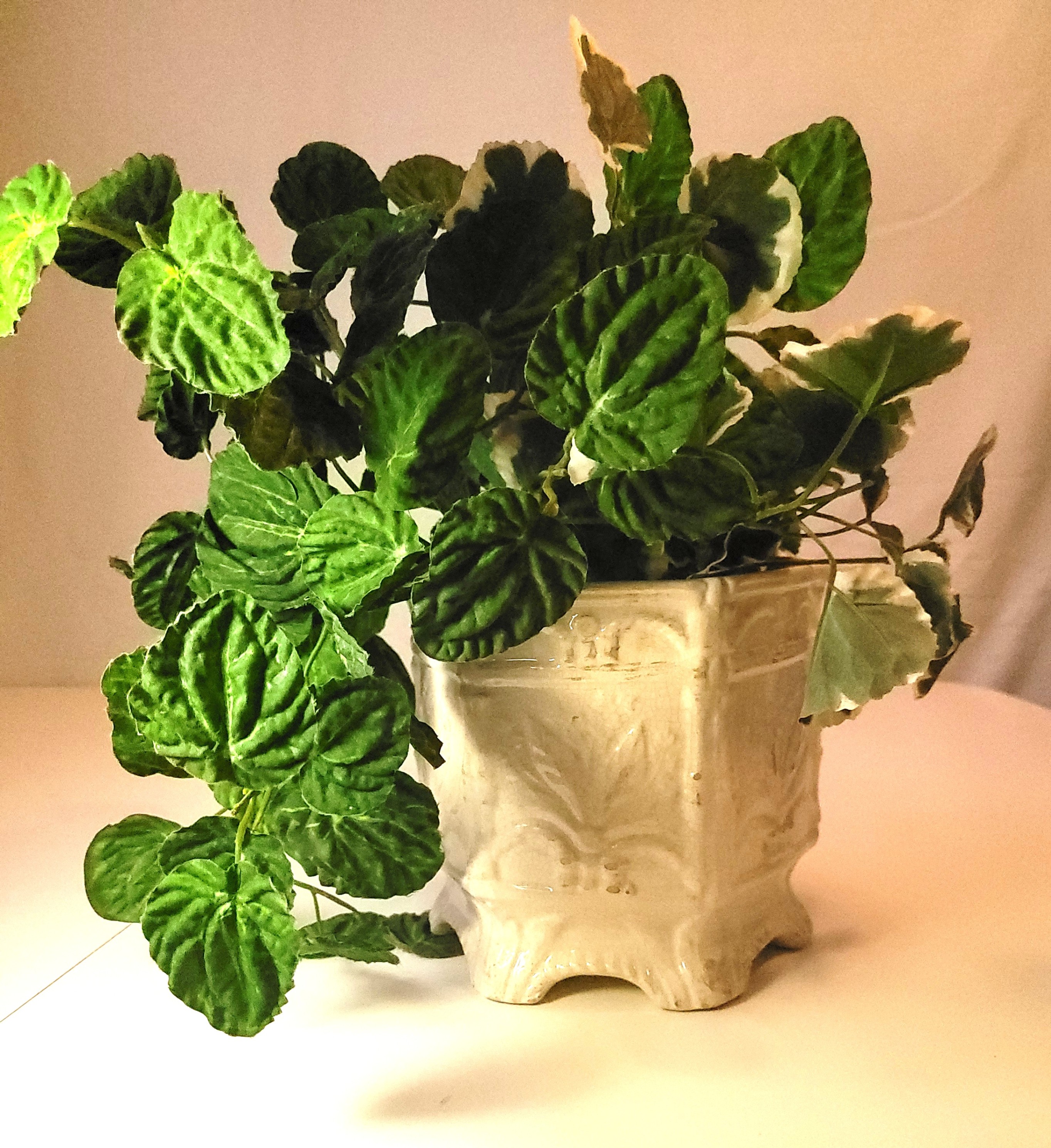 Destinos S.A. Portugal White Ceramic Footed Planter Faux Foliage