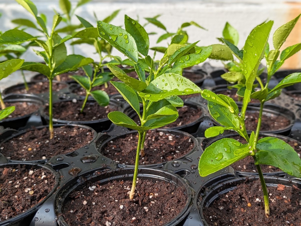 White Pomelo: 柚子 (yòuzi) 白柚 (báiyòu) Jambola Citrus Seedlings - photo 3