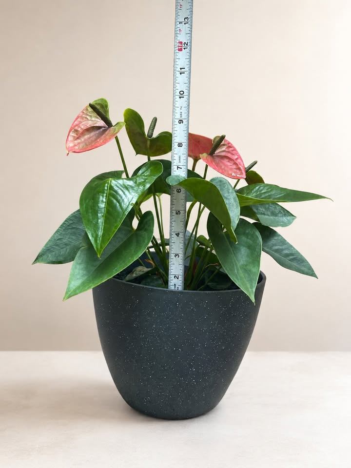 Anthurium Plant in Black Pot - photo 3