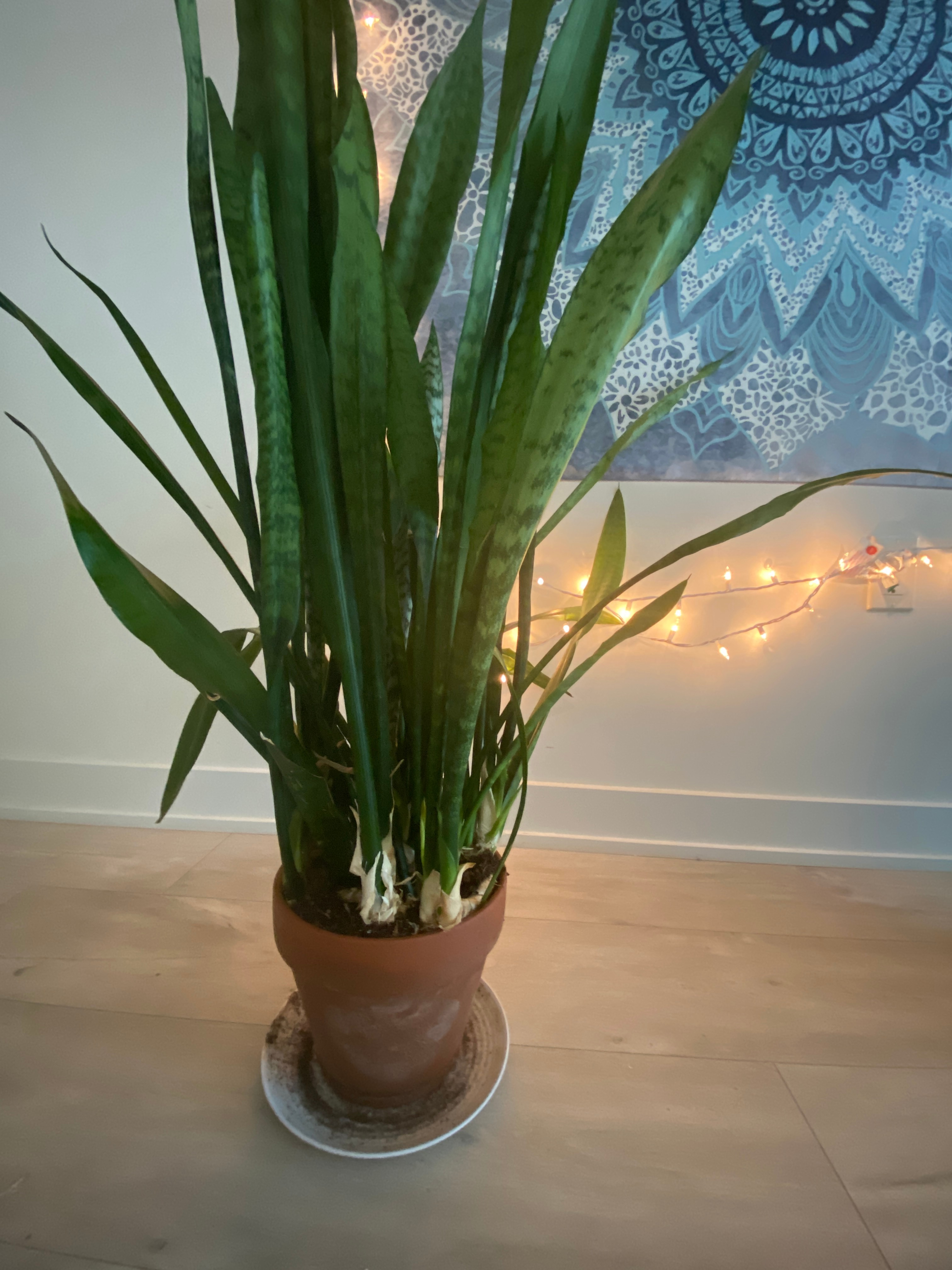 Medium Sized Snake Plant - photo 3
