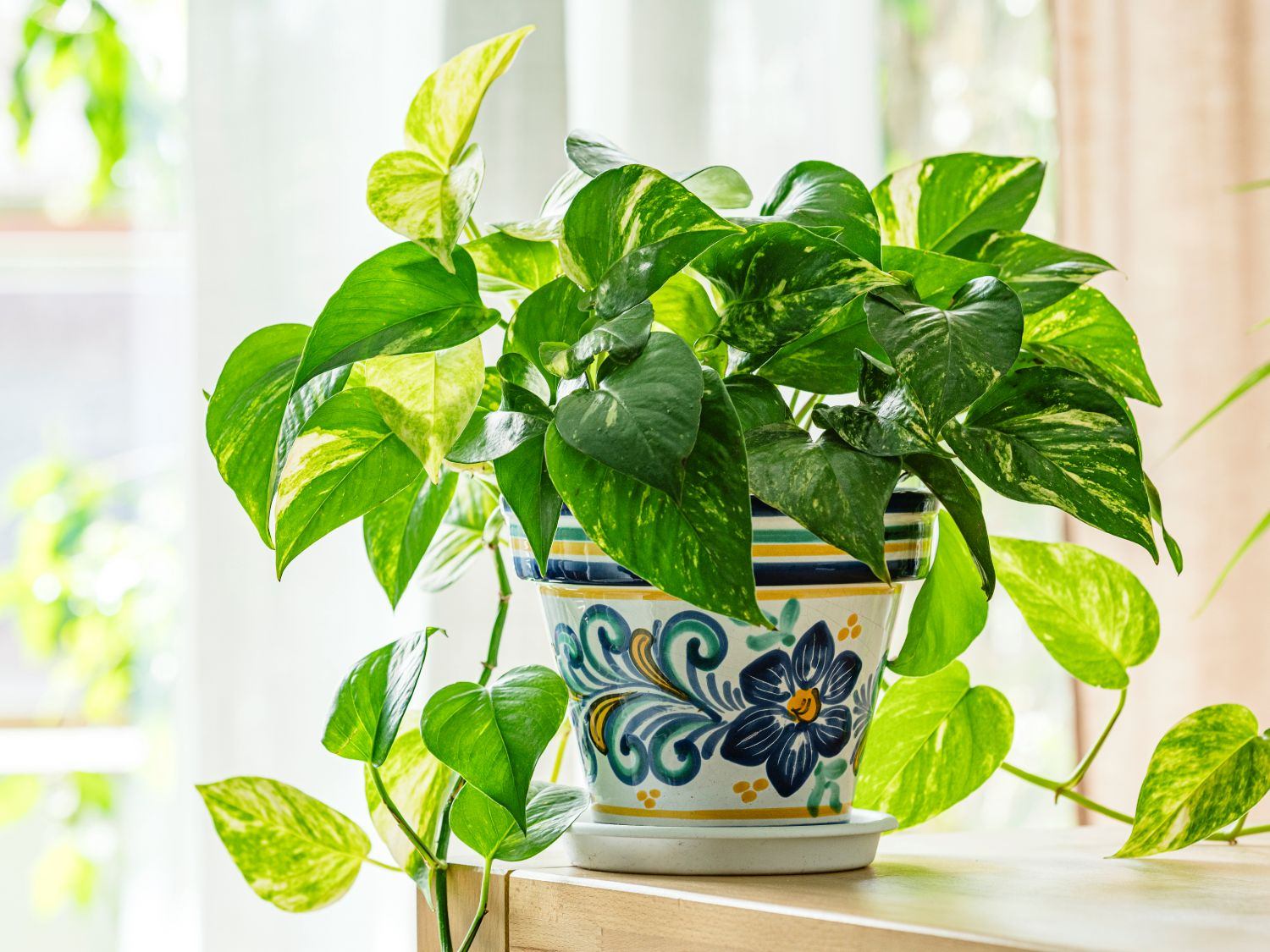 home gardening plant