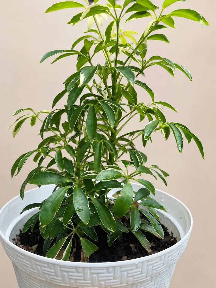 Schefflera Variegated Plant - photo 2