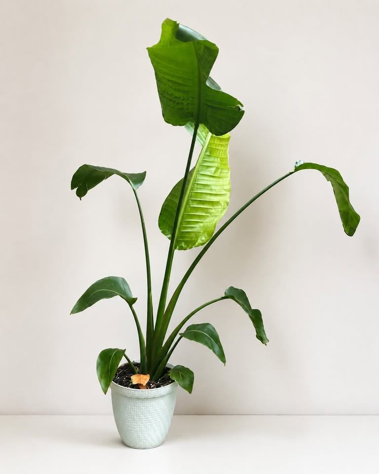 Bird of Paradise Plant in Pot