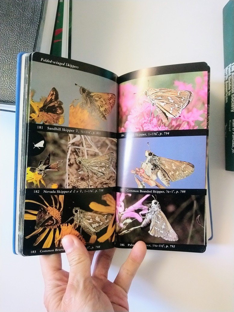 Audubon Society Field Guides! - photo 4
