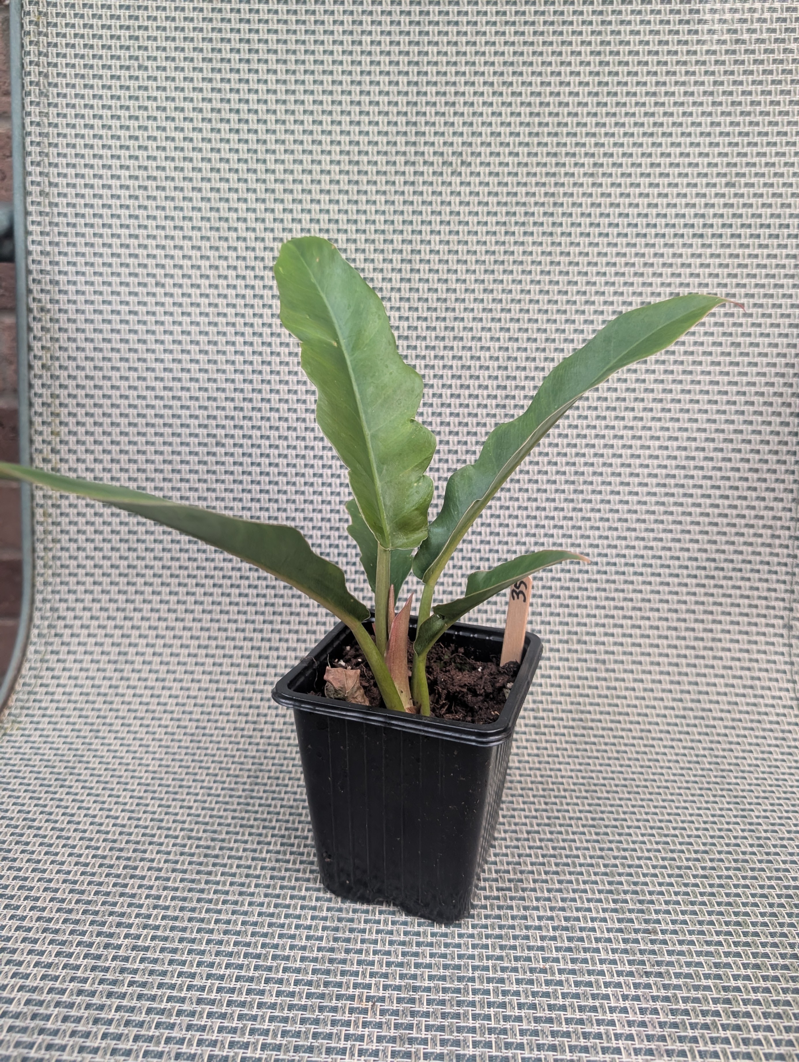 Philodendron narrow escape small compact tropical house plant - photo 2