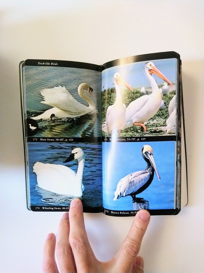 Audubon Society Field Guides! - photo 2