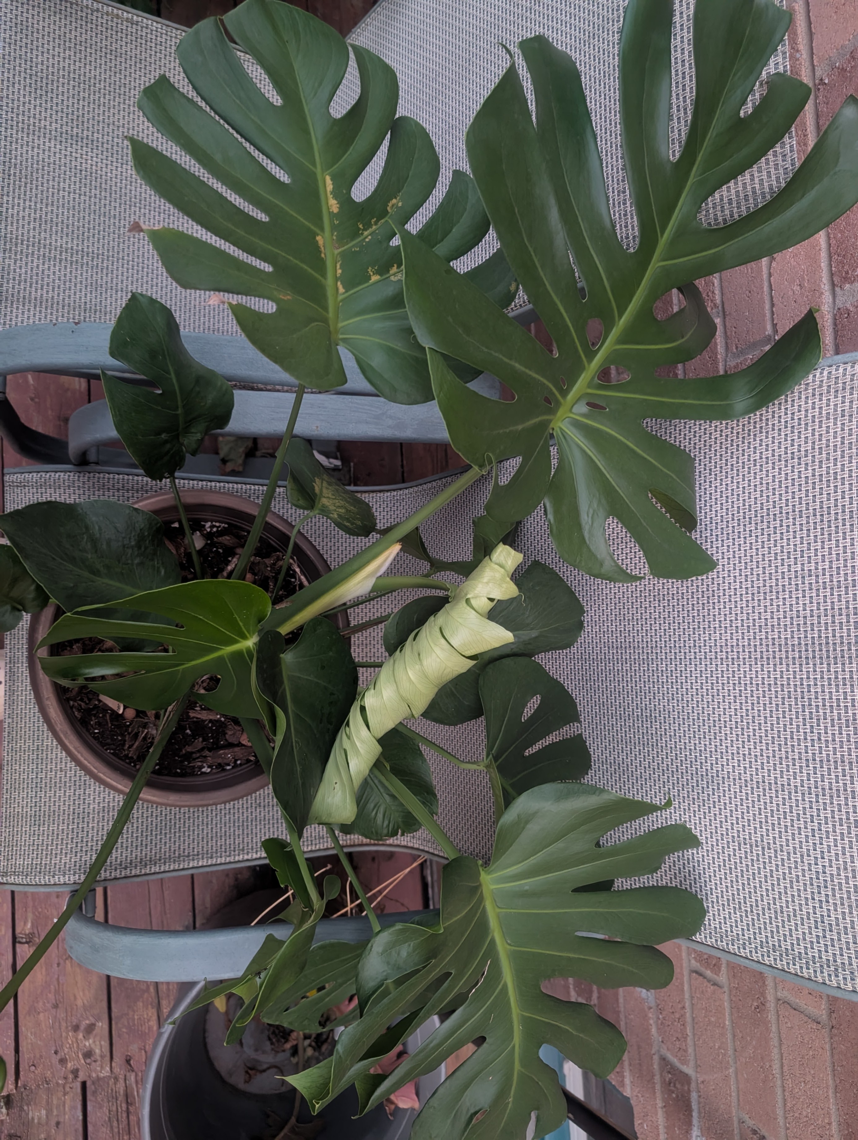 Monstera deliciosa 8in pot tropical house plant