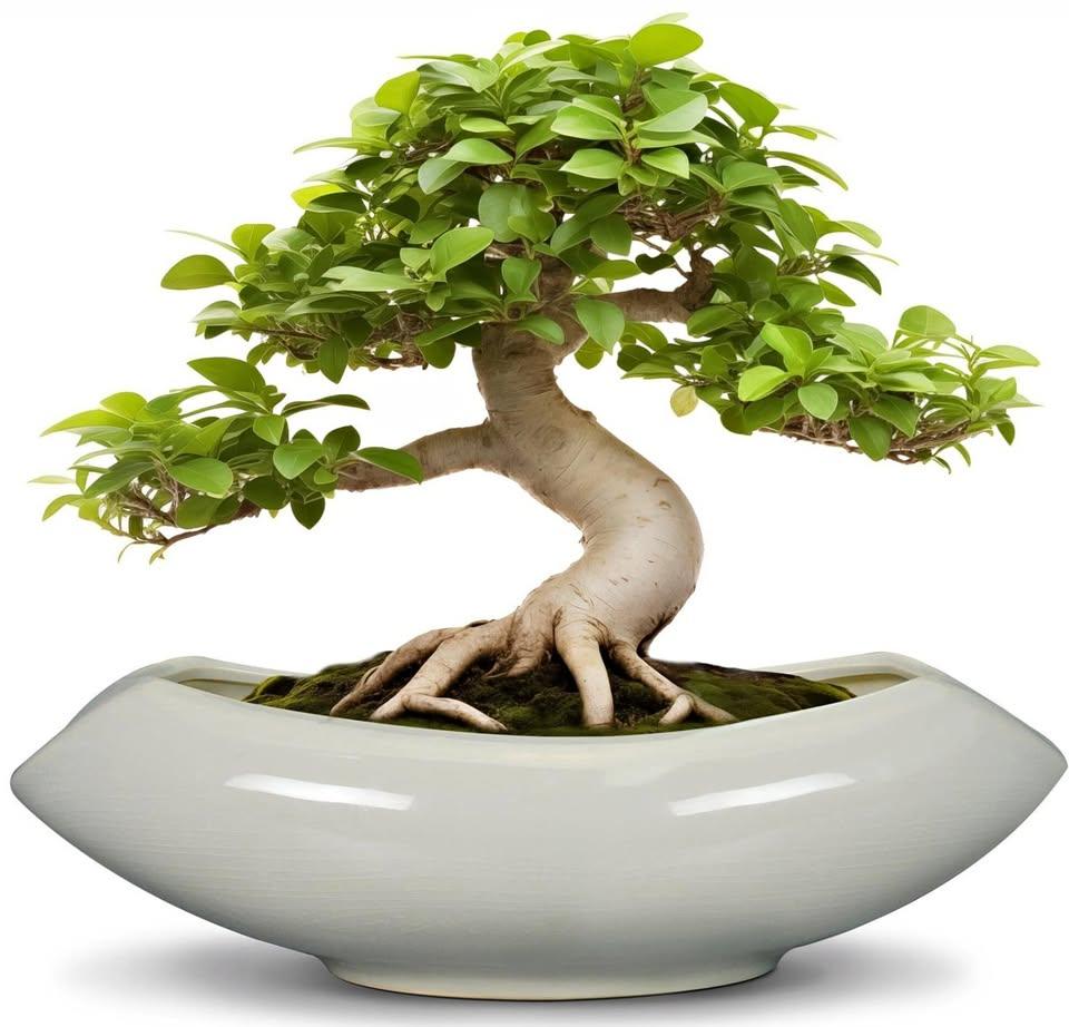 18" Bonsai Pot - Large Ceramic Plant Pot / Planter (New)