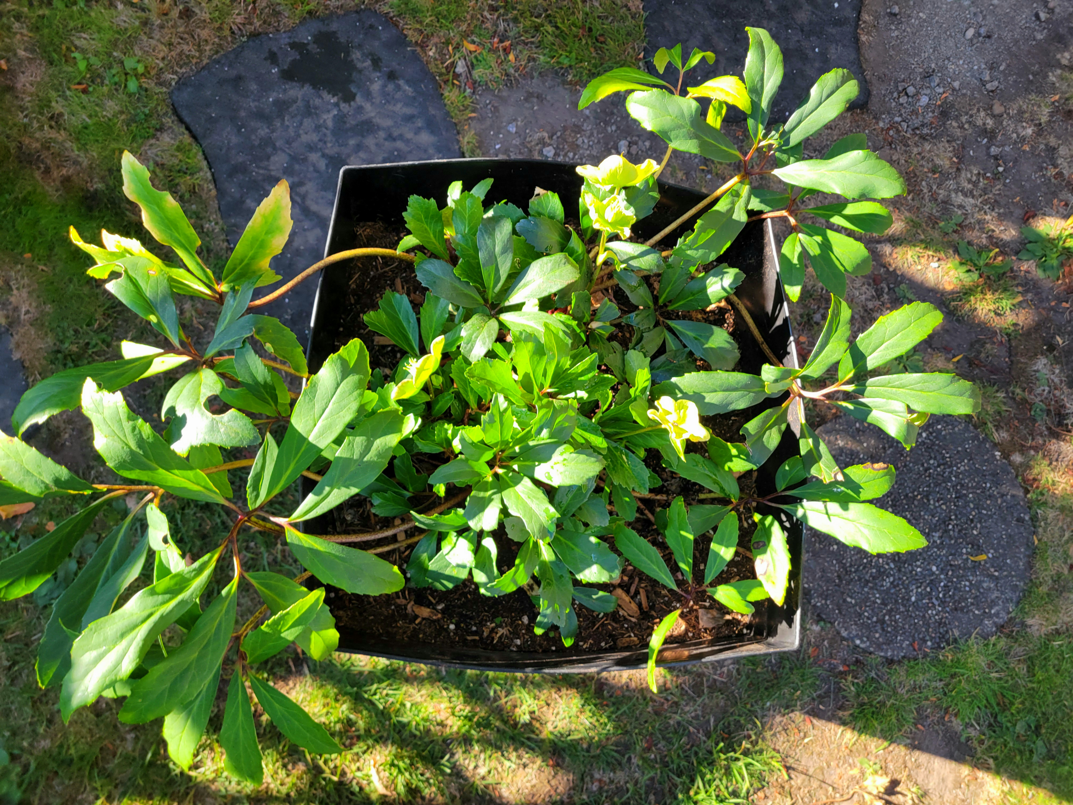 Large Black Planters (with or without Hellebore flowers) - photo 3