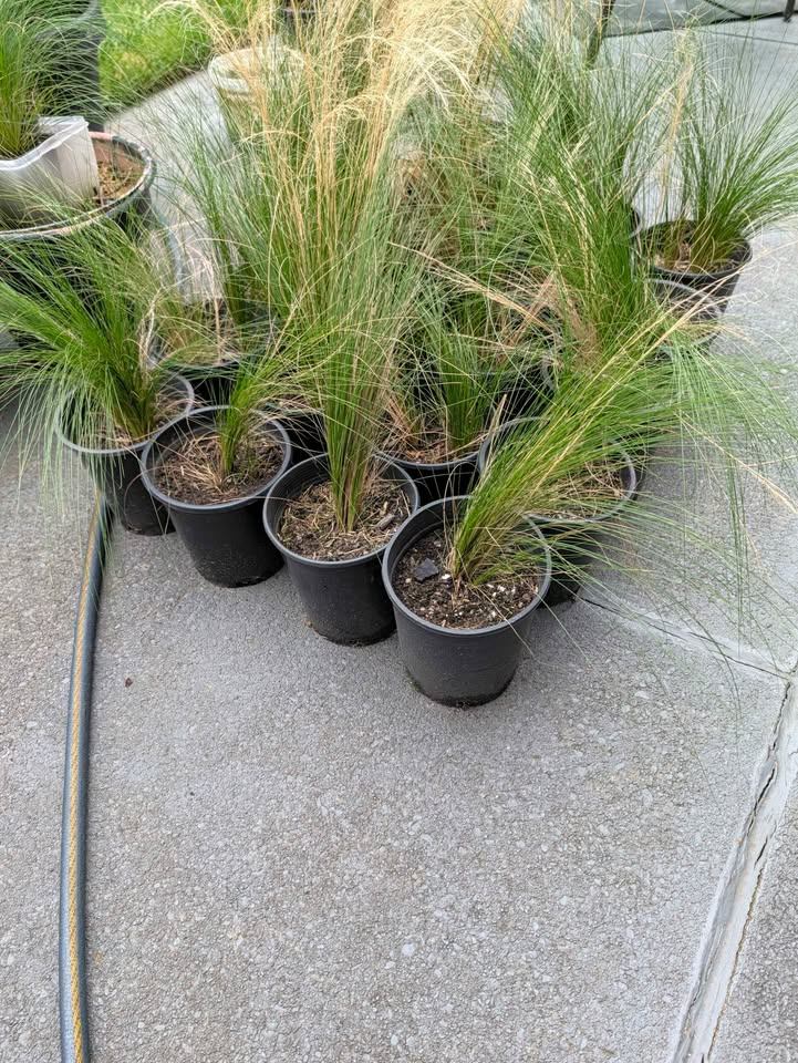 $10 per plant- Golden Mexican Feather Grass PLANT NOW - photo 3