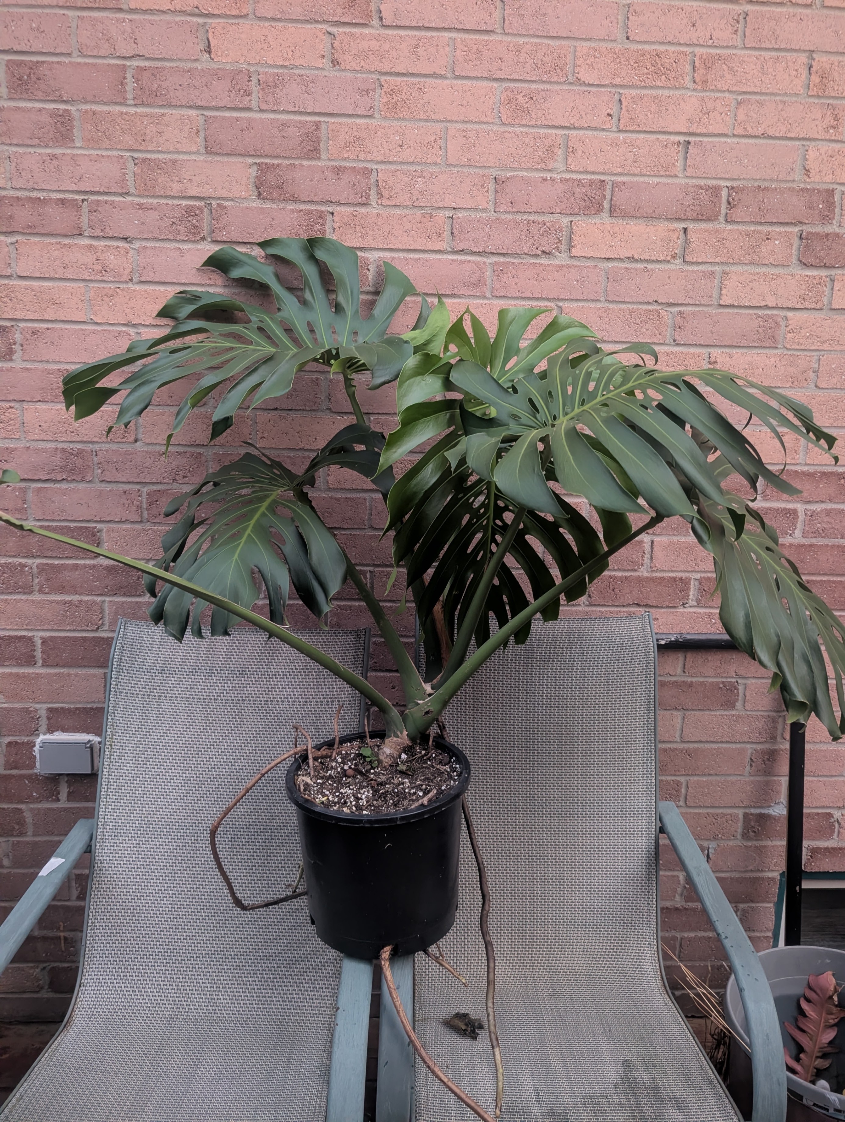 XXXL Monstera deliciosa tropical house plant