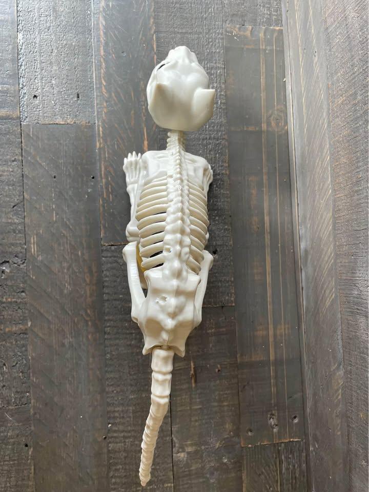 NEW - Cat Skeleton - photo 4