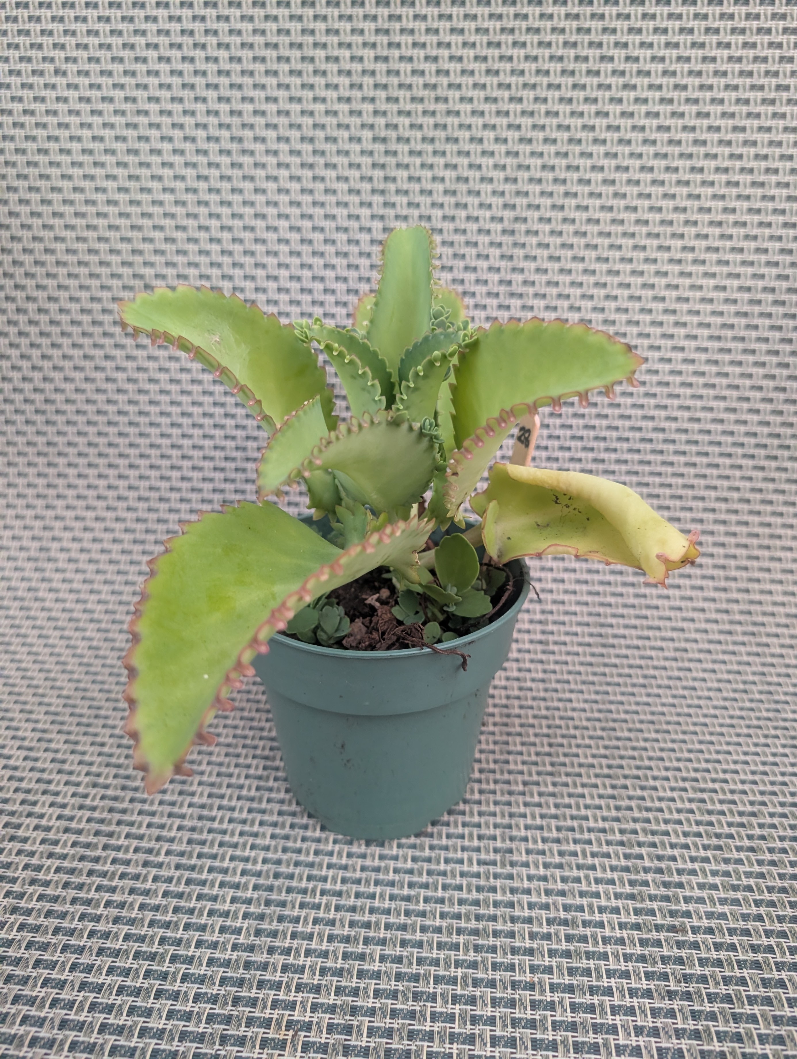 Kalanchoe easy succulent tropical house plant