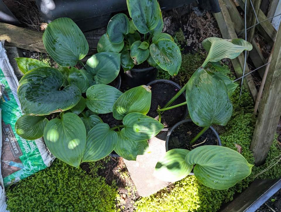 Giant Empress Wu Hosta – PLANT NOW! - photo 5