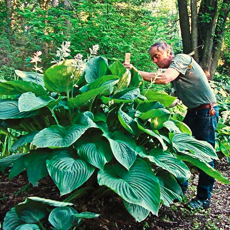 Giant Empress Wu Hosta – PLANT NOW!