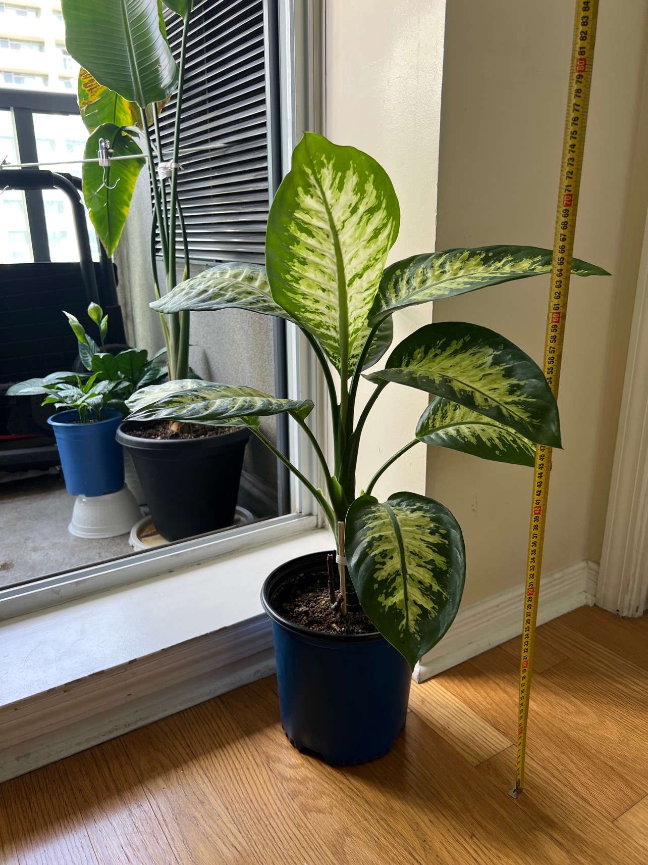 Dieffenbachia Indoor Plant - Large Variegated (~65 cm)