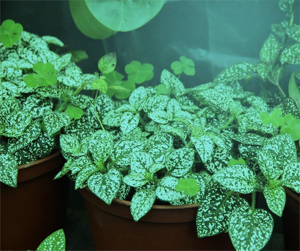 Miracle LED 602045 Blue Spectrum 150W Grow Light - photo 5