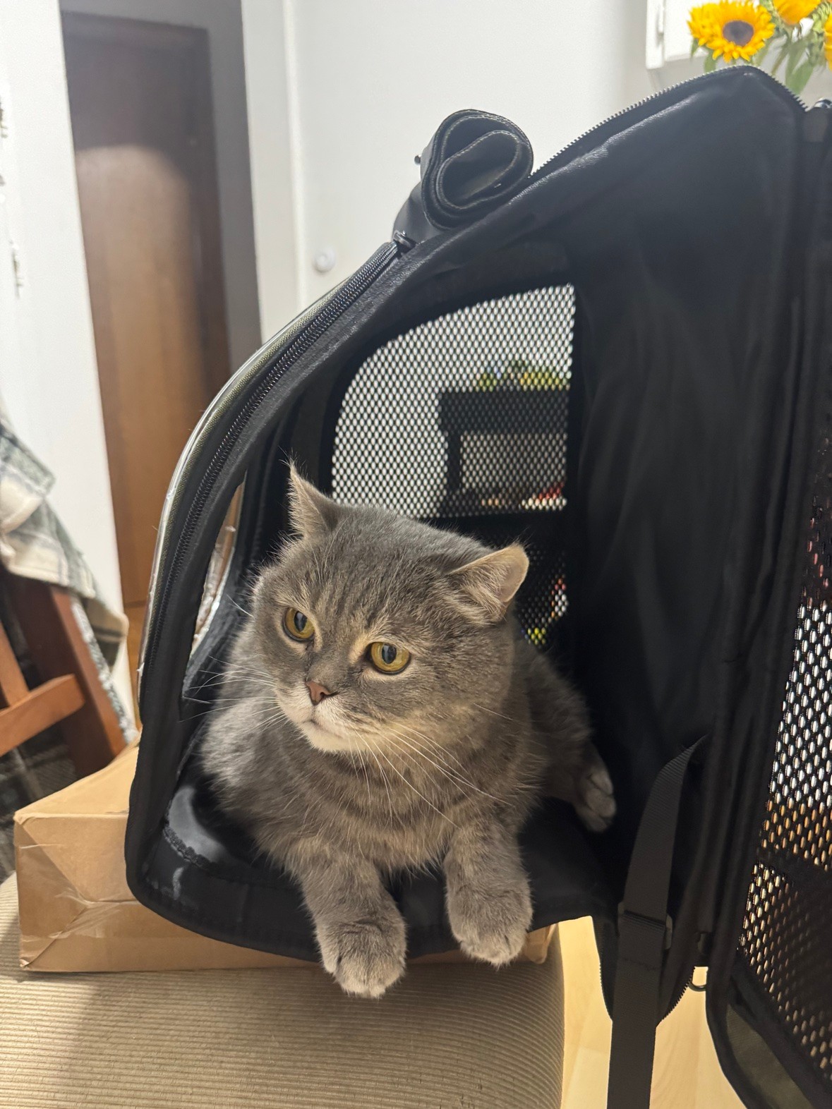Pecute Pet Carrier Backpack - Olive Green - photo 5