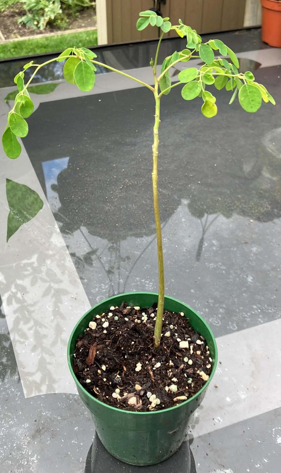 Moringa Plant