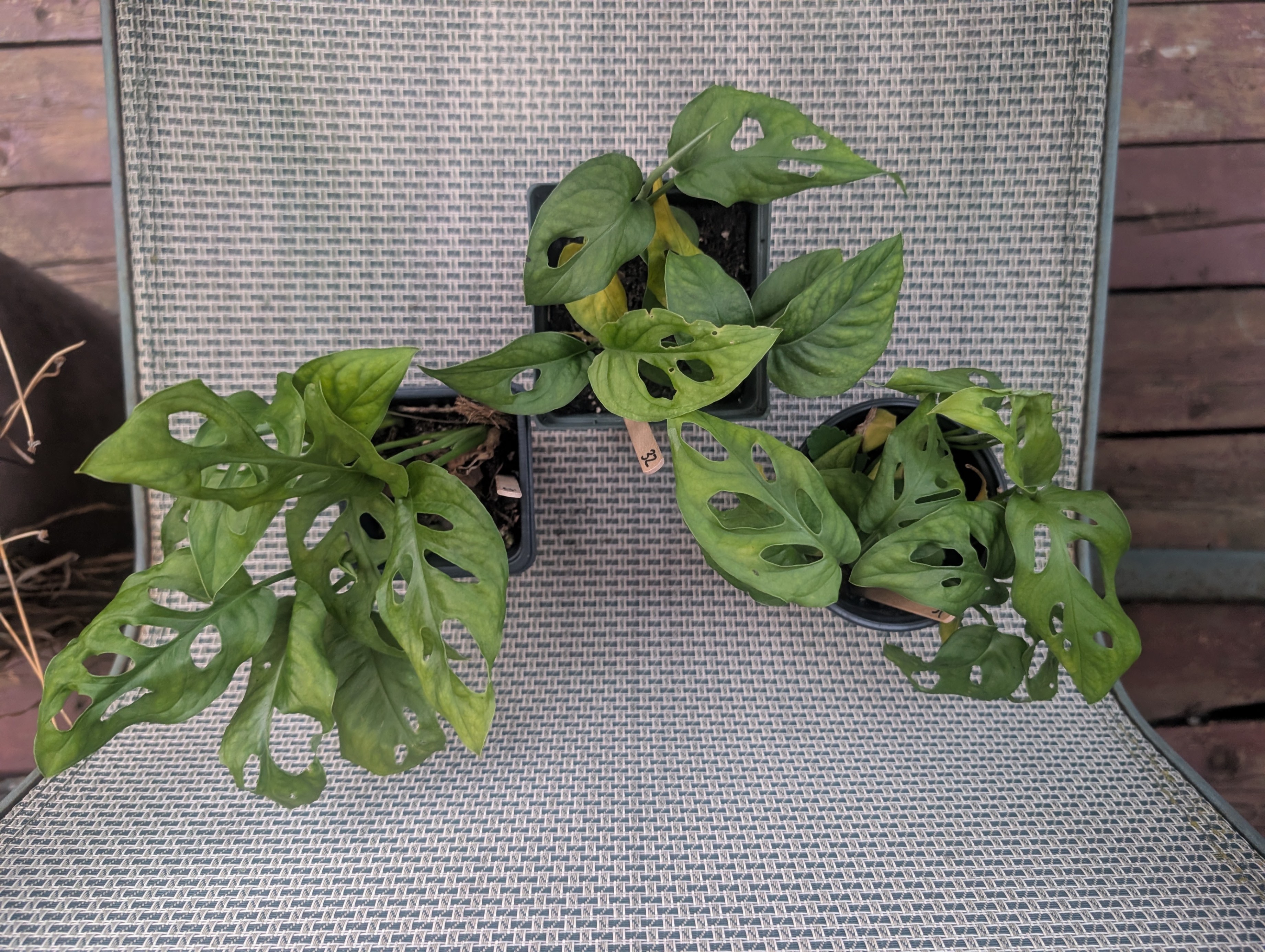 Monstera adansonii tropical vining house plant