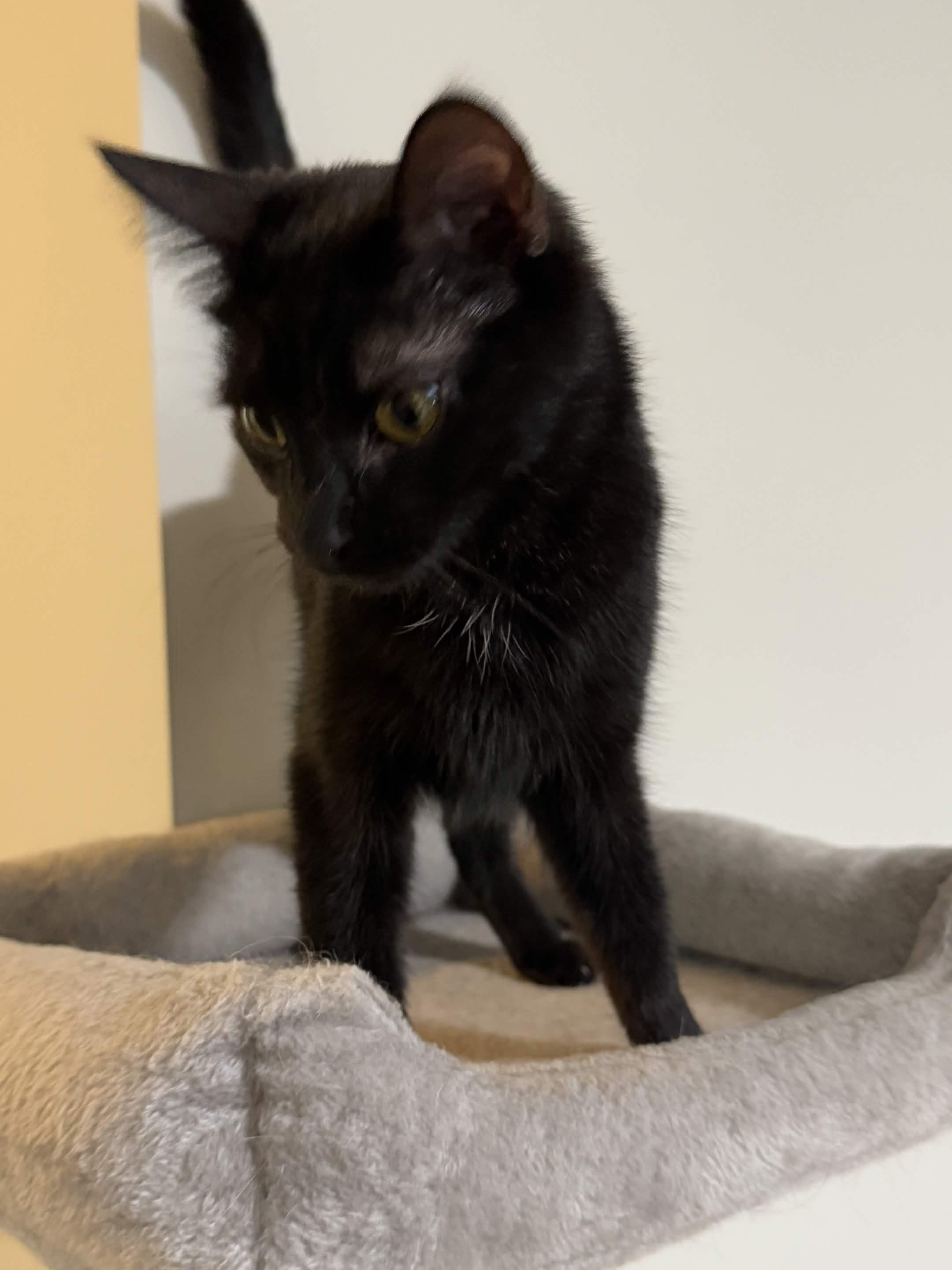 Cat adoption