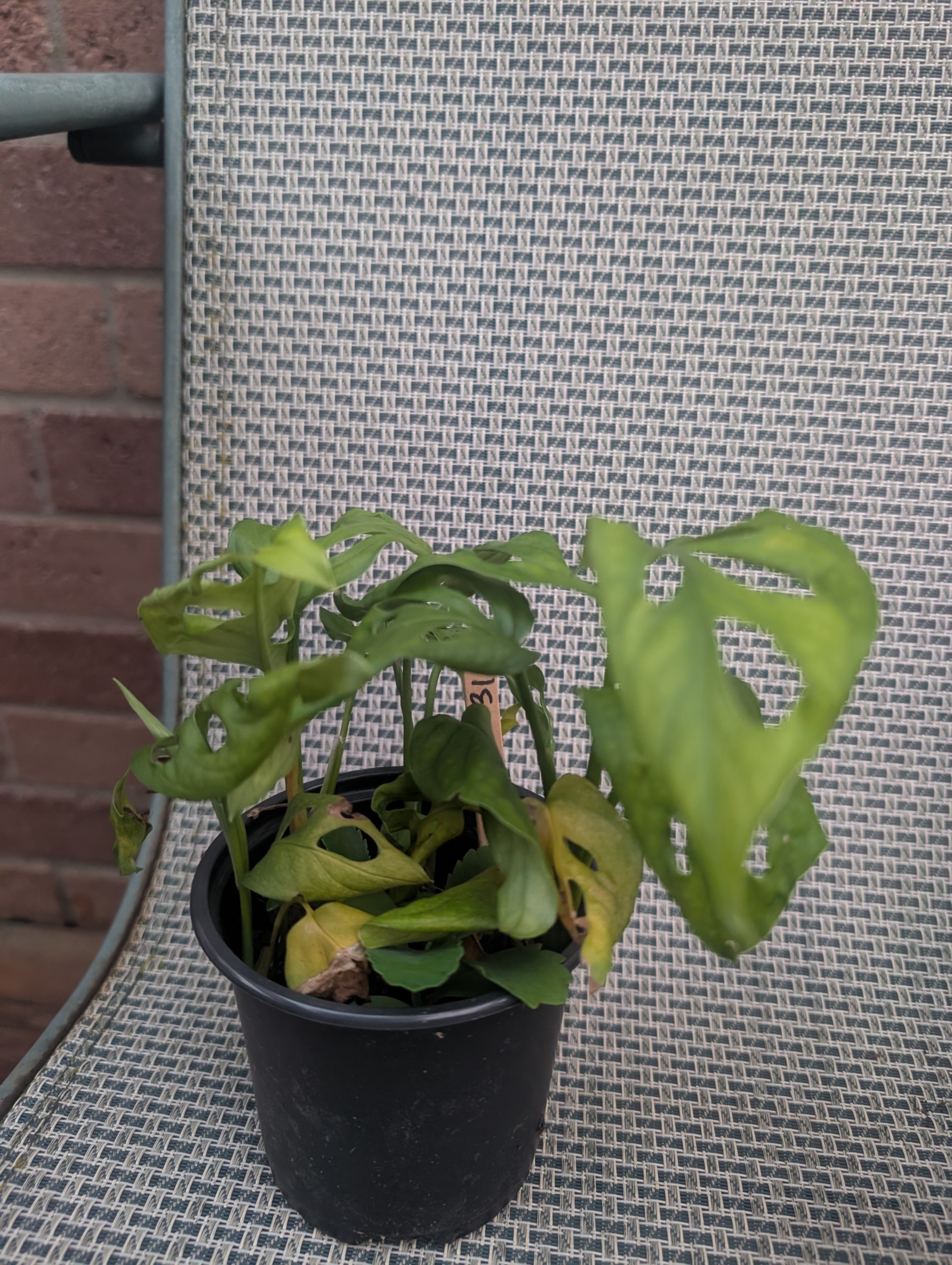 Monstera adansonii tropical vining house plant - photo 2