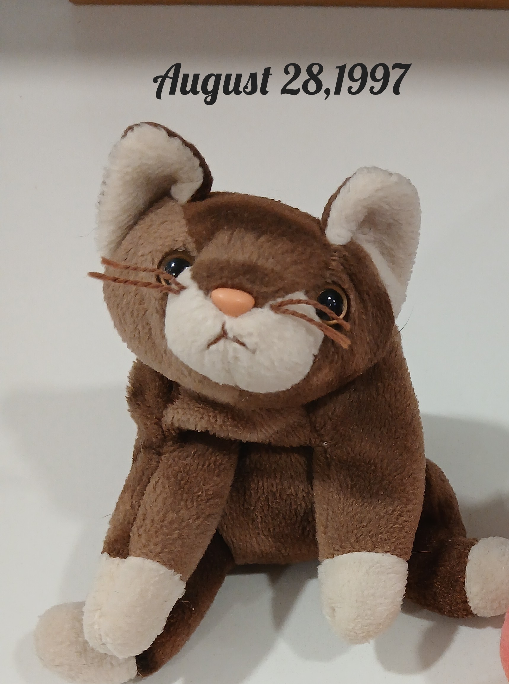 Ty Pounce Beany Baby, No Birth Tag,  Like New