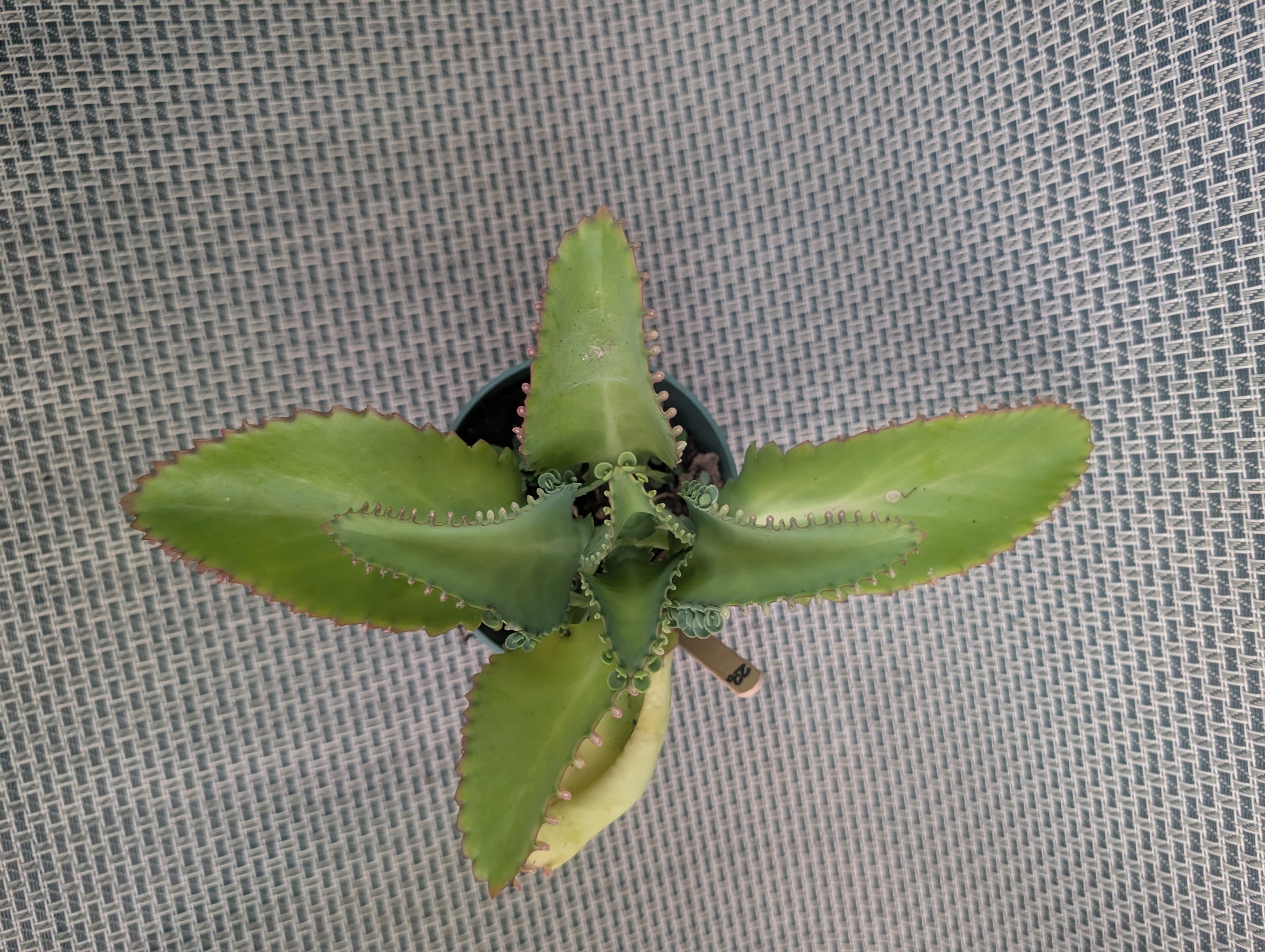 Kalanchoe easy succulent tropical house plant - photo 2