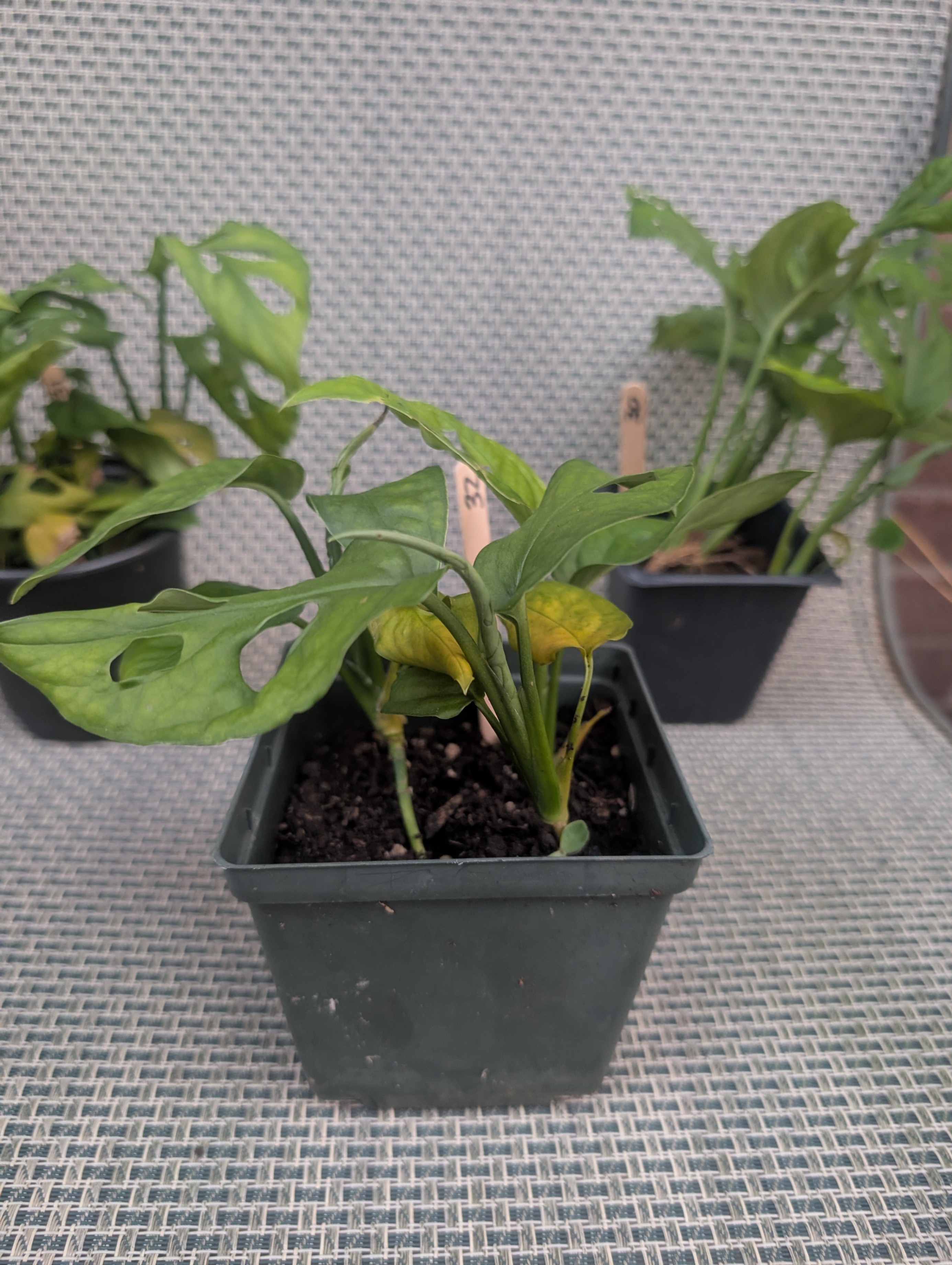 Monstera adansonii tropical vining house plant - photo 4