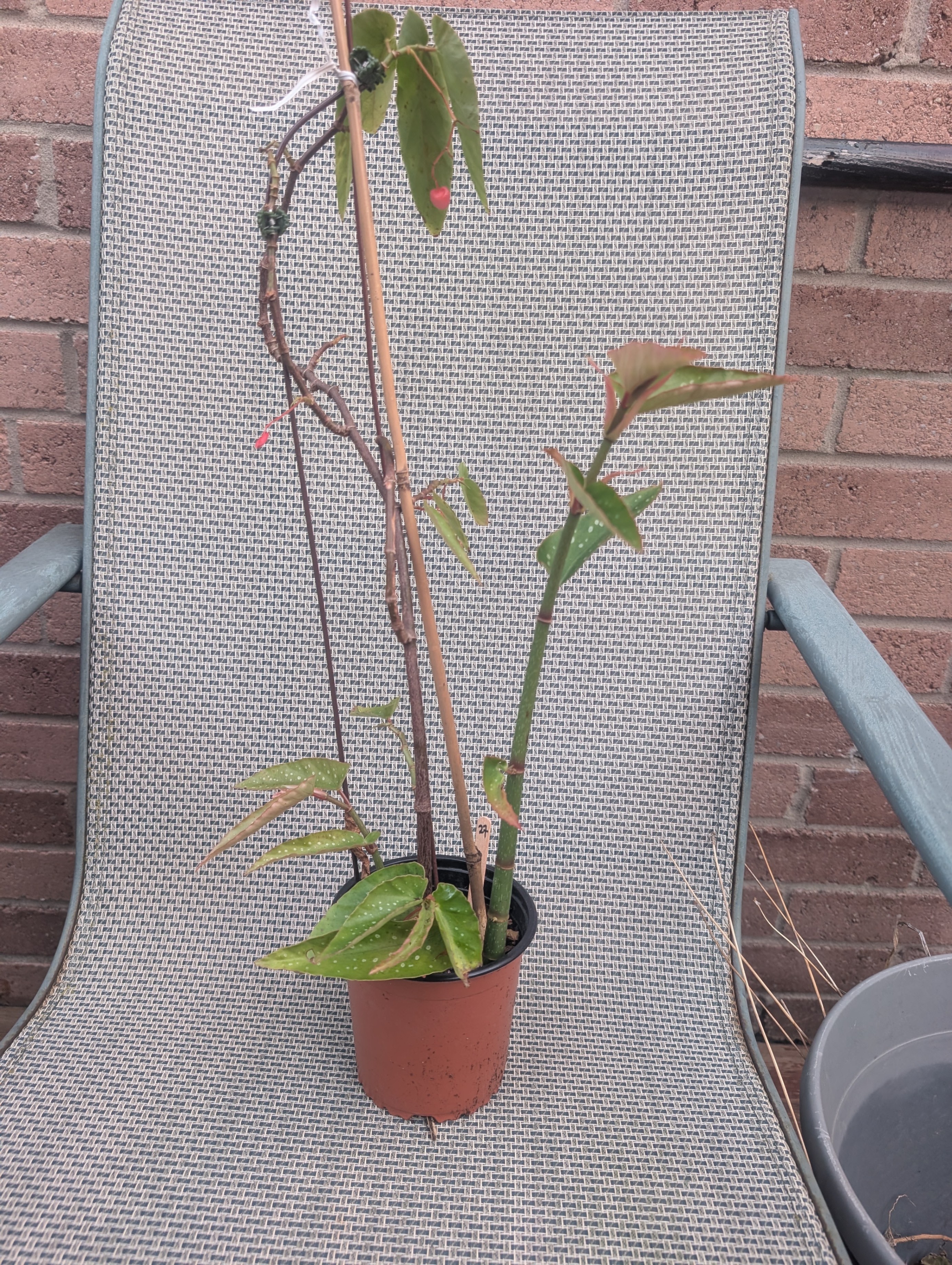 Angel wing cane begonia tamaya tropical house plant