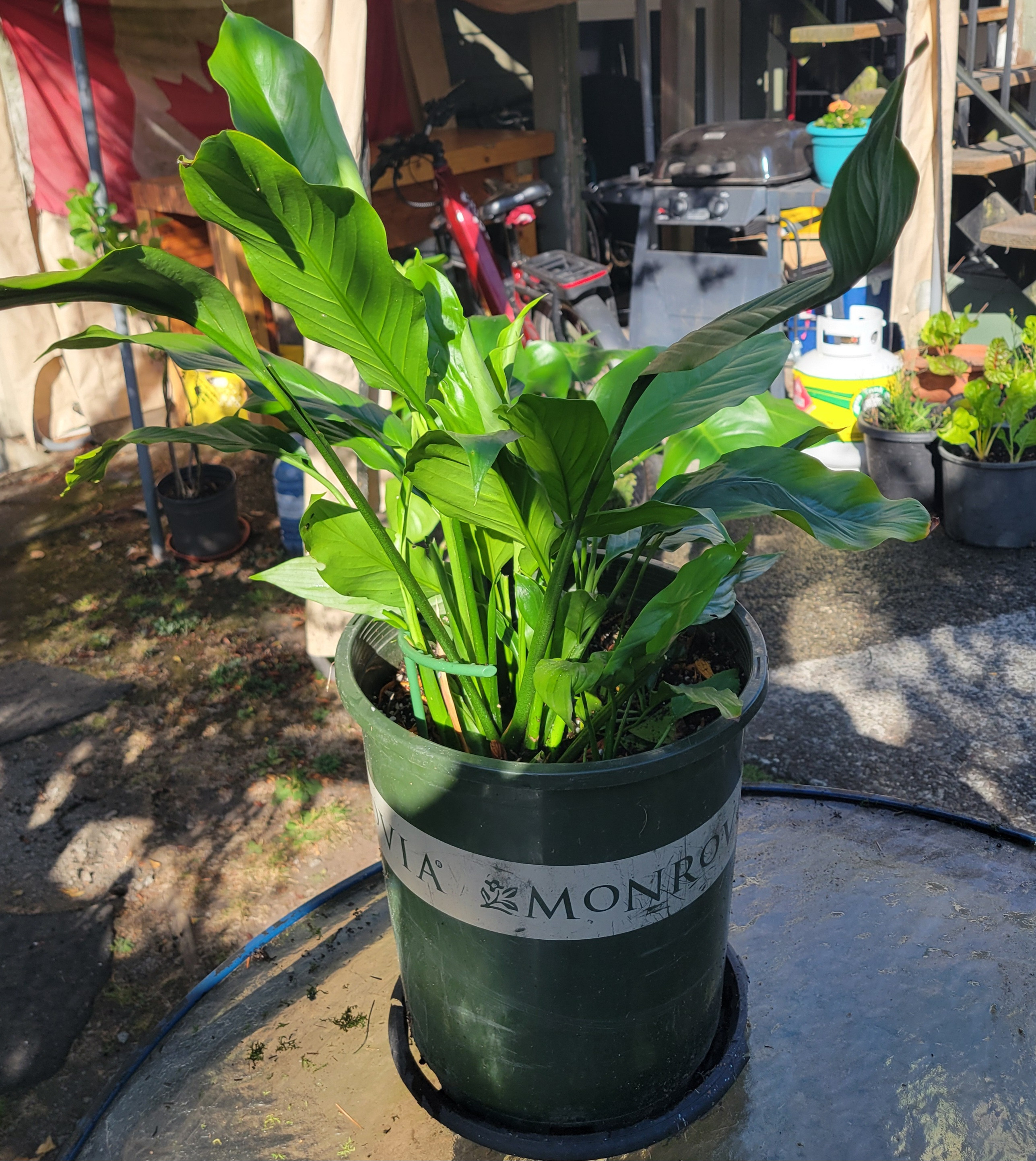 Lush Peace Lily in Planter