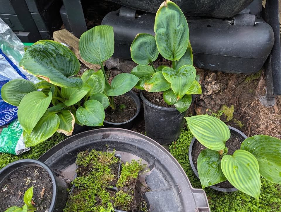Giant Empress Wu Hosta – PLANT NOW! - photo 4