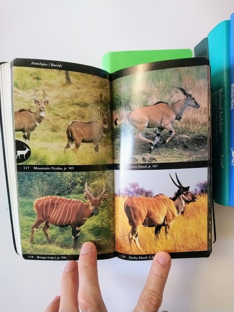 Audubon Society Field Guides! - photo 5