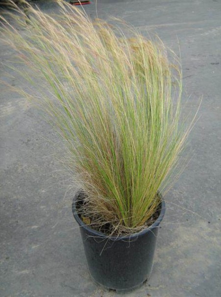 $10 per plant- Golden Mexican Feather Grass PLANT NOW - photo 4