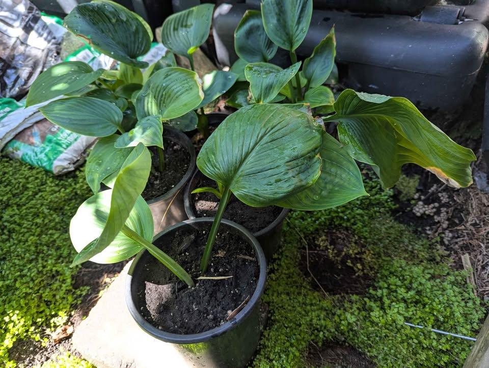 Giant Empress Wu Hosta – PLANT NOW! - photo 3