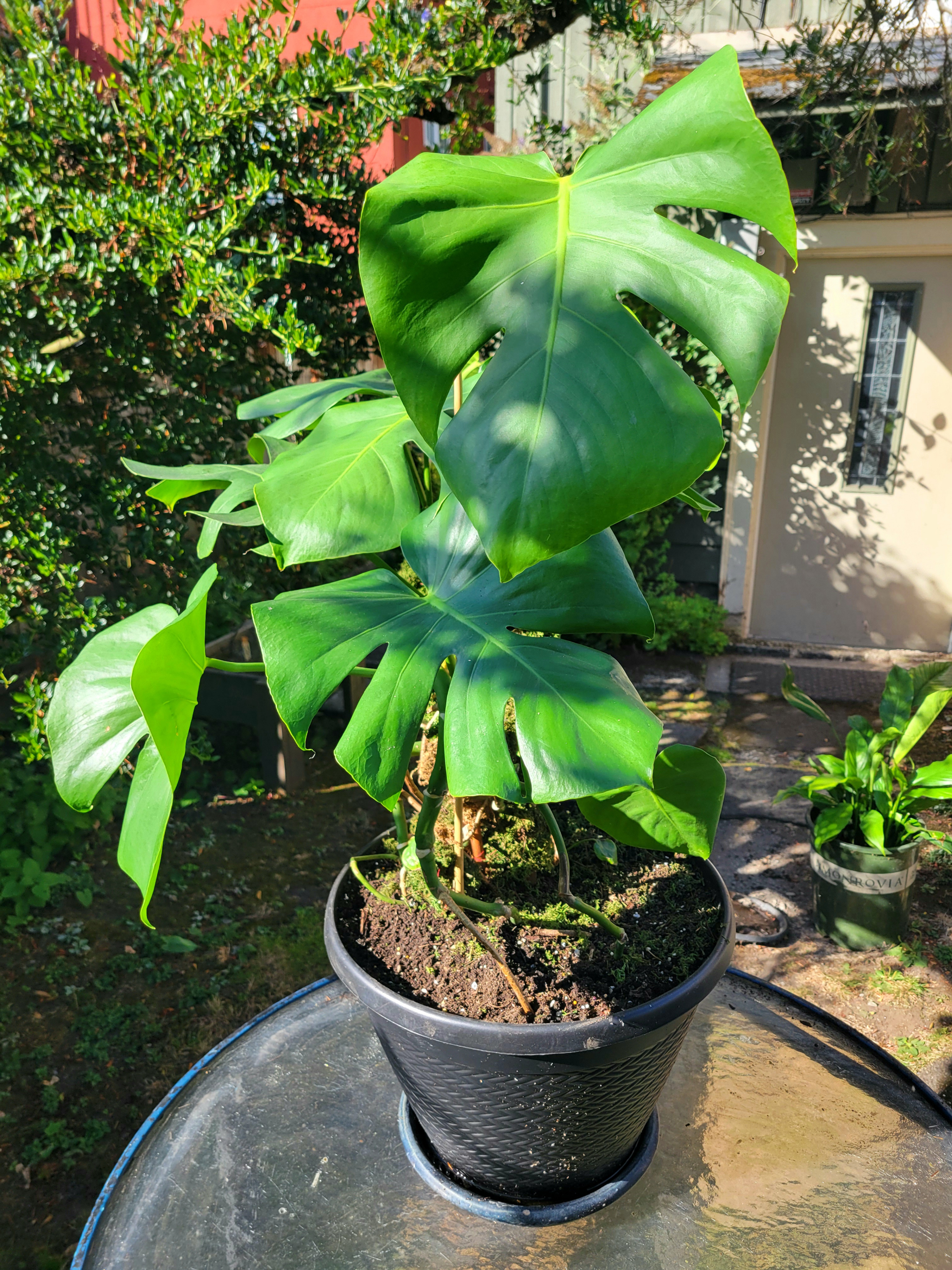 Monstera Deliciosa in Large Black Planter - photo 2