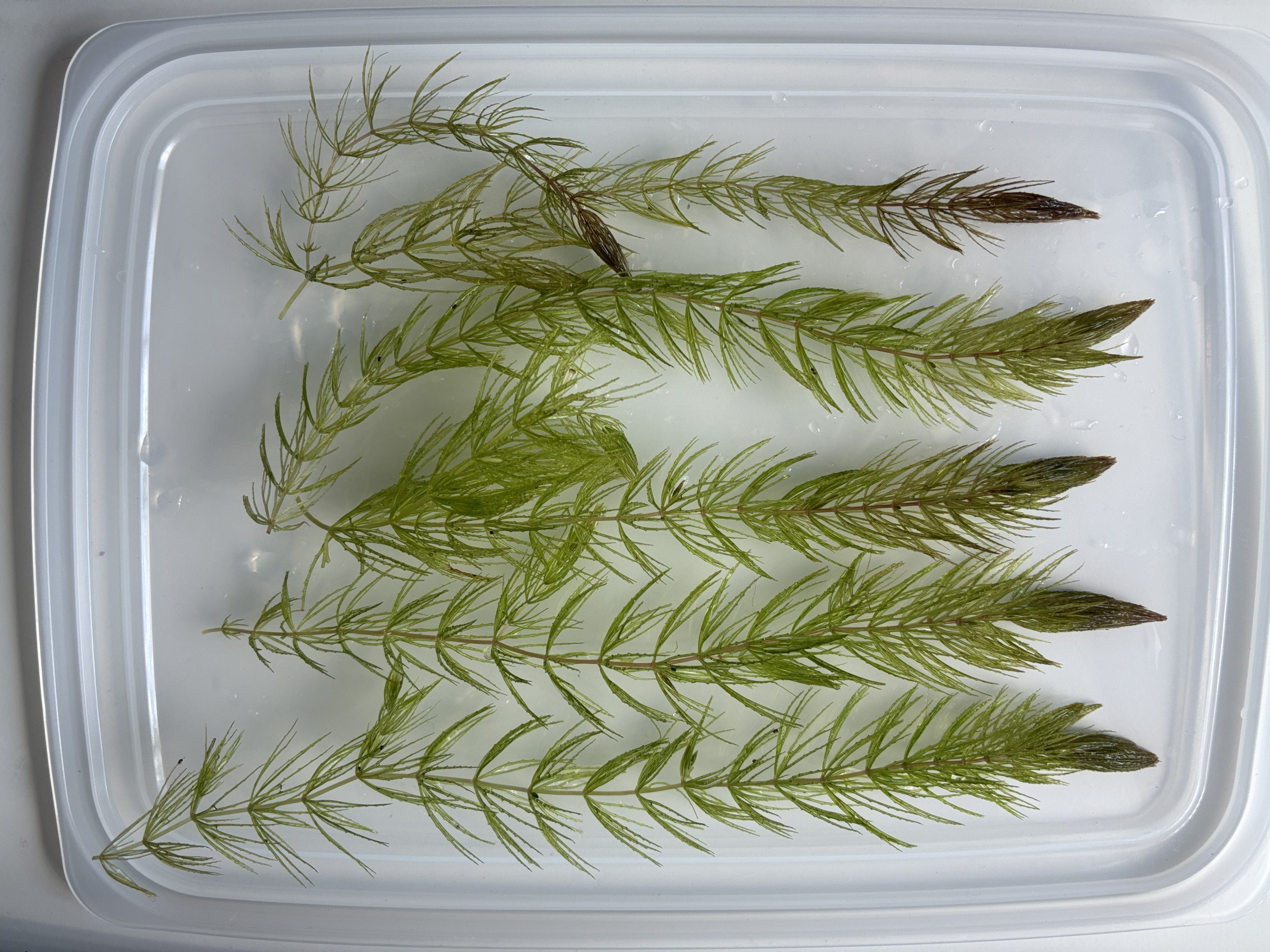 Healthy Hornwort Aquarium Plants — $1 - photo 2