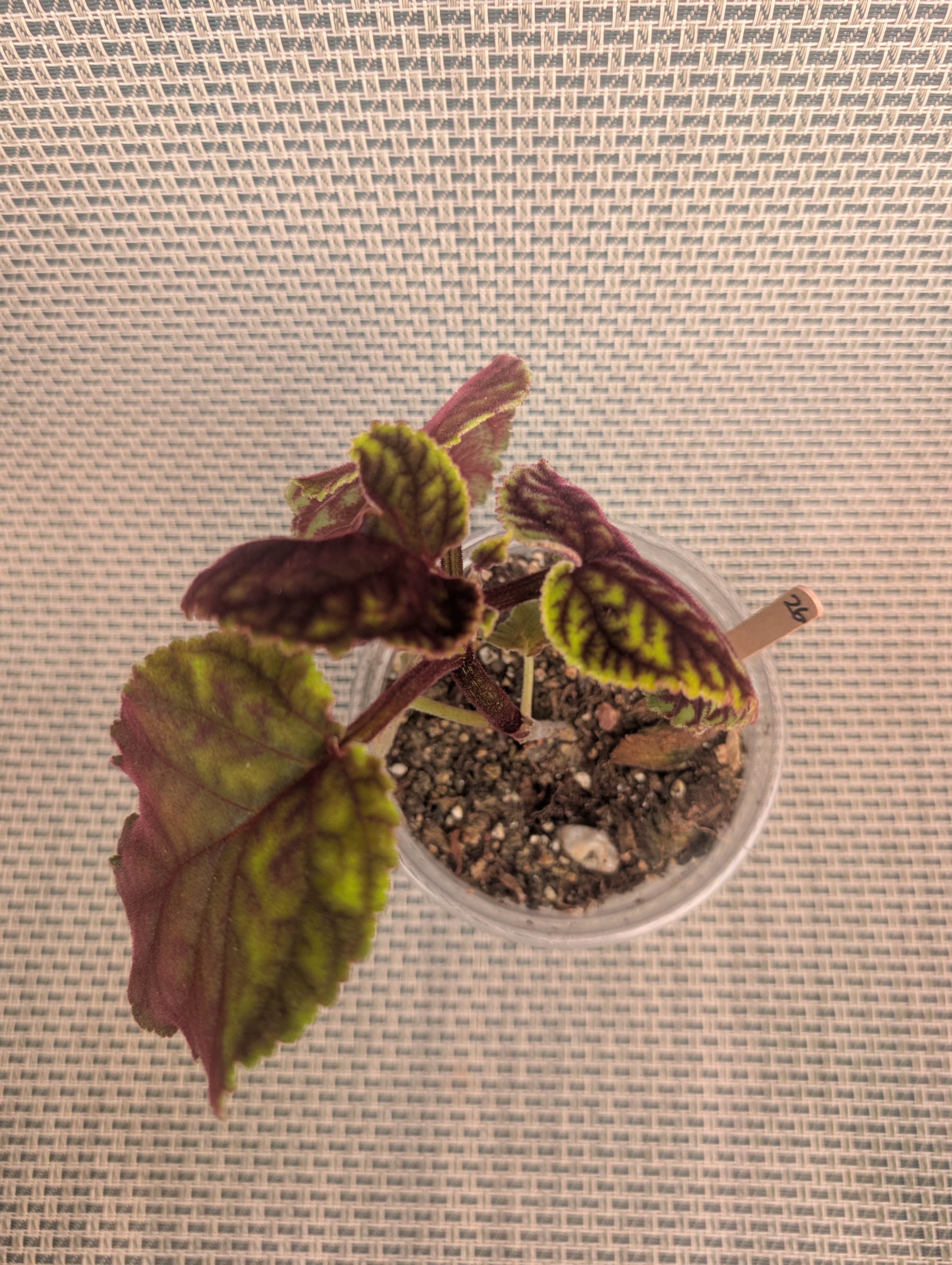 Smithiana rare gesneriad tropical house plant - has flower buds - photo 2