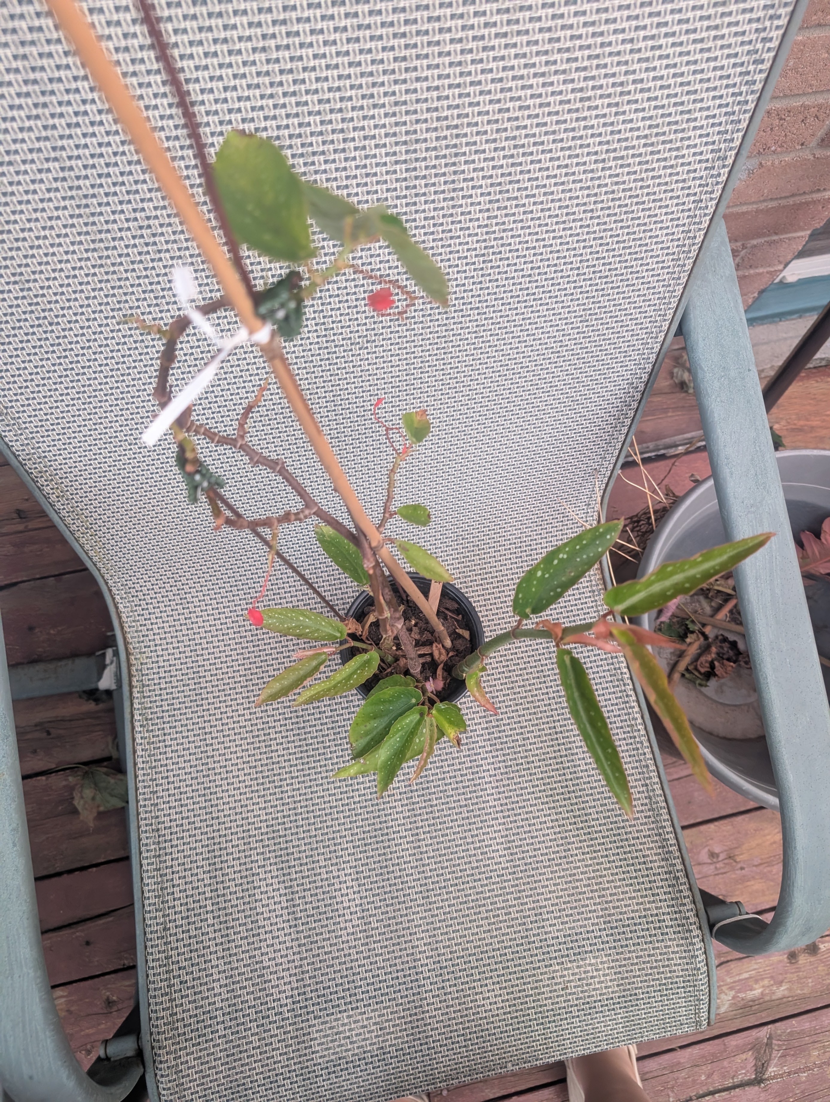 Angel wing cane begonia tamaya tropical house plant - photo 3
