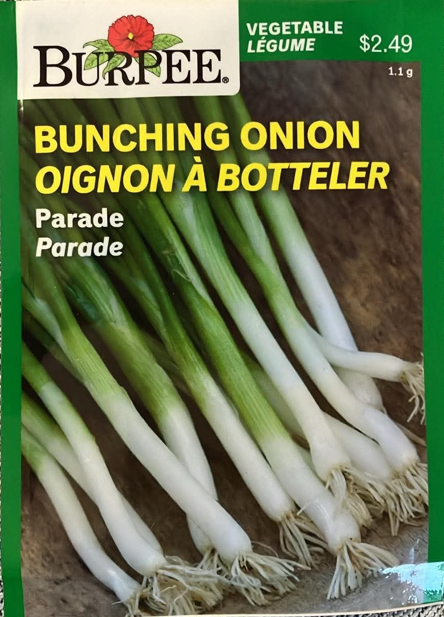 Bunching Onion Parade Seeds